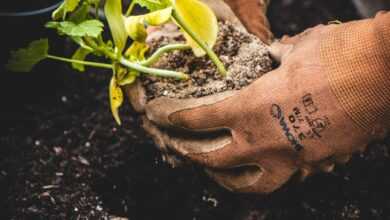 person holding green plant on black pot