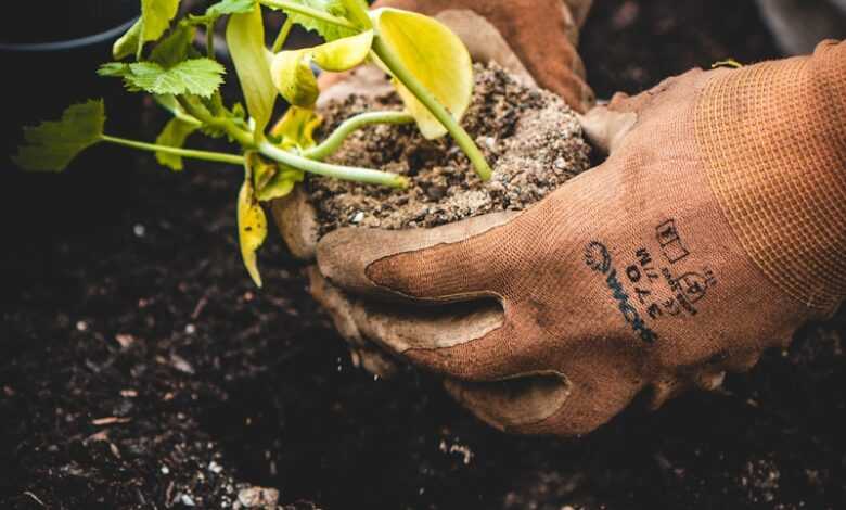 person holding green plant on black pot