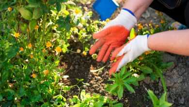 a person wearing gloves and gardening gloves plants in a garden