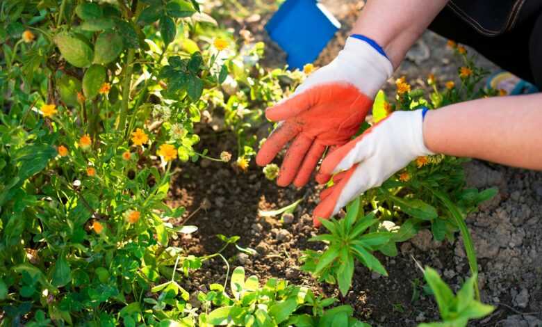 a person wearing gloves and gardening gloves plants in a garden