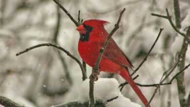 cardinals on top of tree branch while snowing