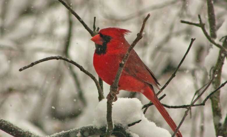 cardinals on top of tree branch while snowing