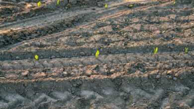 a patch of dirt with small plants growing in it