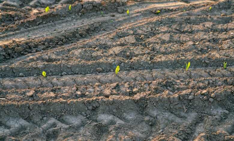 a patch of dirt with small plants growing in it