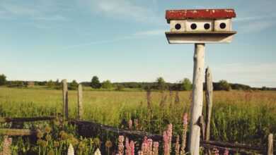 white and red birdhouse across grass land