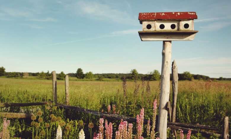 white and red birdhouse across grass land