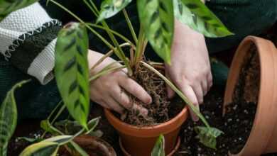 a woman is holding a potted plant in her hands