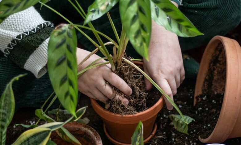 a woman is holding a potted plant in her hands