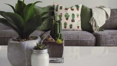 three white and gray succulent plants