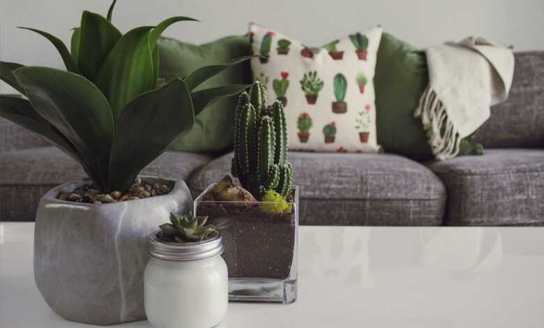 three white and gray succulent plants