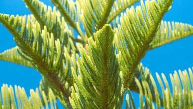 a close up of a tree branch with a blue sky in the background