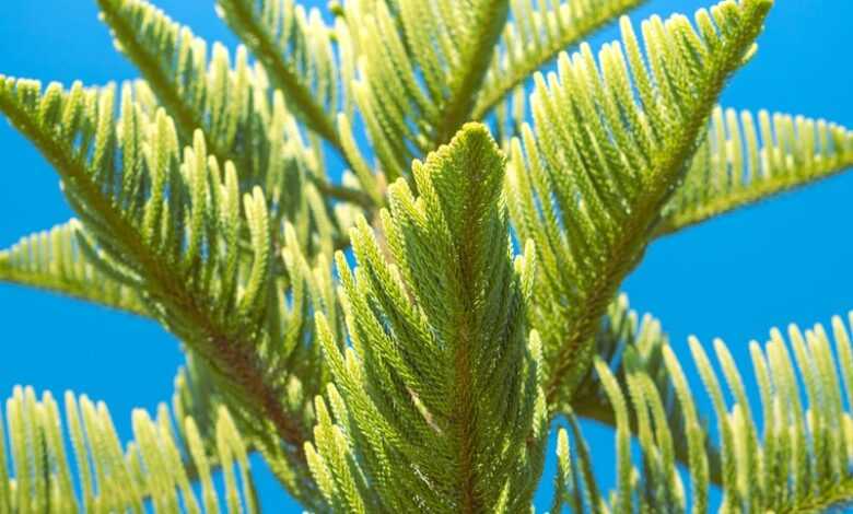 a close up of a tree branch with a blue sky in the background