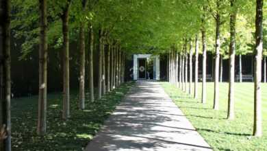 gray concrete pathway between green trees during daytime