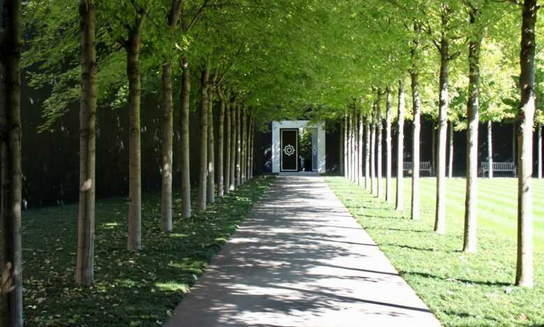 gray concrete pathway between green trees during daytime