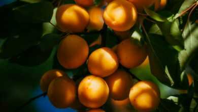 photo of orange fruits