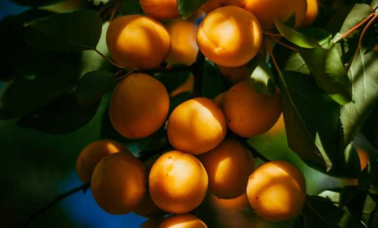 photo of orange fruits