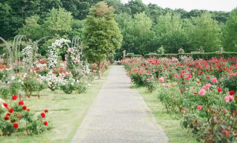 pink and red rose field