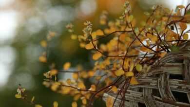 a close up of a tree branch with yellow leaves