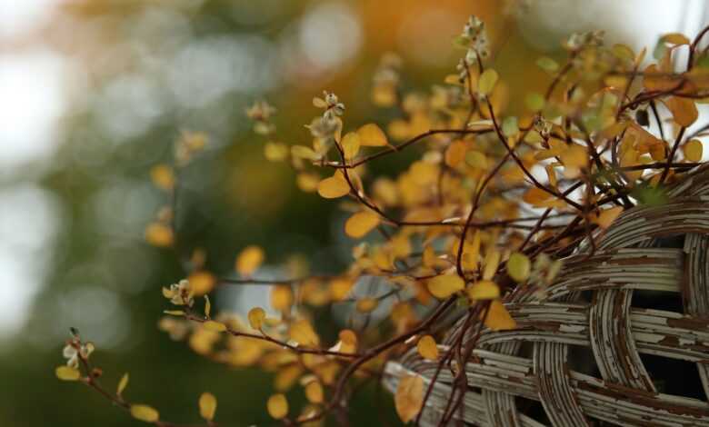 a close up of a tree branch with yellow leaves