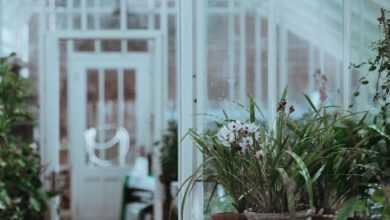 green plants inside the greenhouse