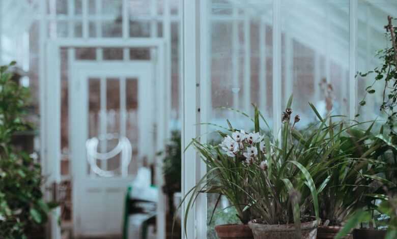 green plants inside the greenhouse