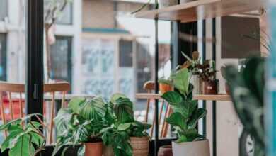 green potted plants on brown wooden seat