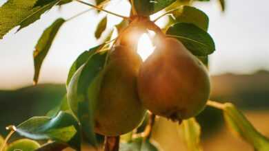 red apple fruit on tree branch