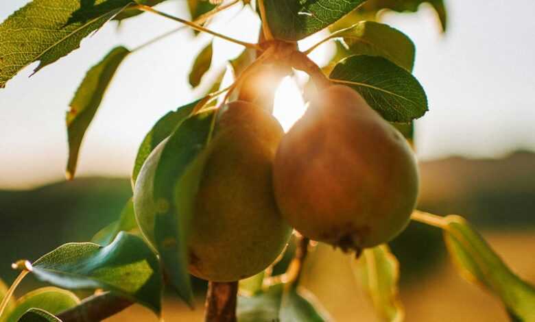 red apple fruit on tree branch