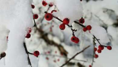 snow covered tree branches during daytime