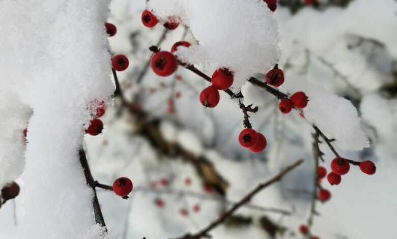 snow covered tree branches during daytime