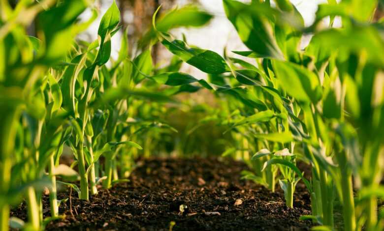 green plant on brown soil