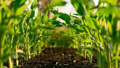 green plant on brown soil