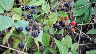 a group of berries on a bush