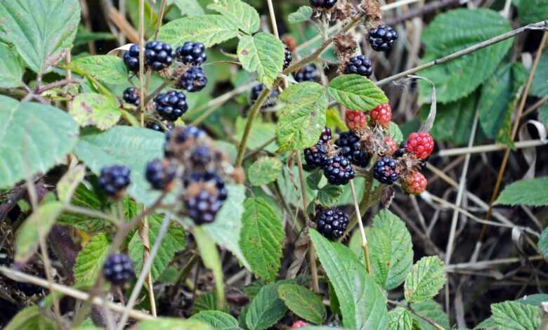 a group of berries on a bush