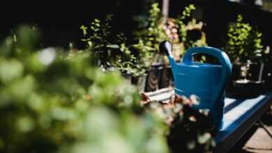 blue watering can near potted plants