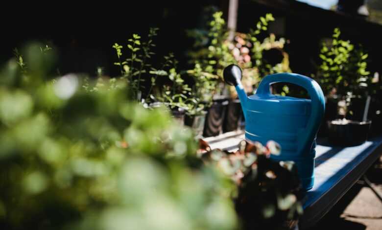 blue watering can near potted plants