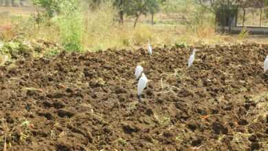 a group of white birds standing on top of a dirt field