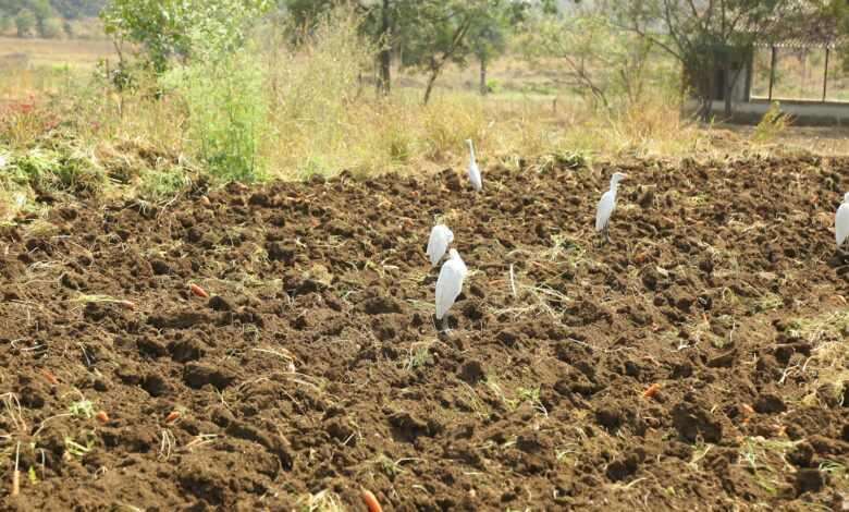 a group of white birds standing on top of a dirt field