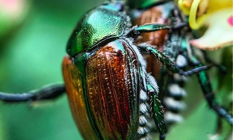 green and black beetle perched on yellow flower in close up photography during daytime