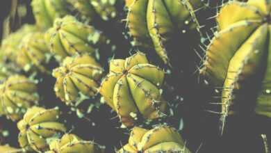 green cactus plant in close-up photography