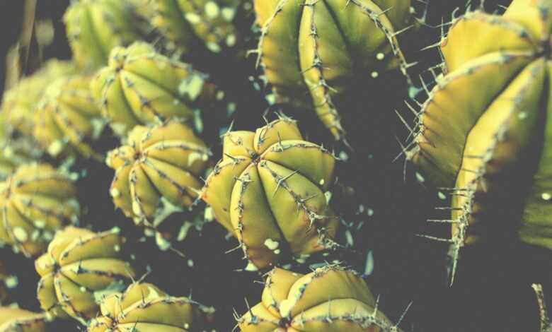 green cactus plant in close-up photography