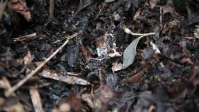 brown dried leaves on ground