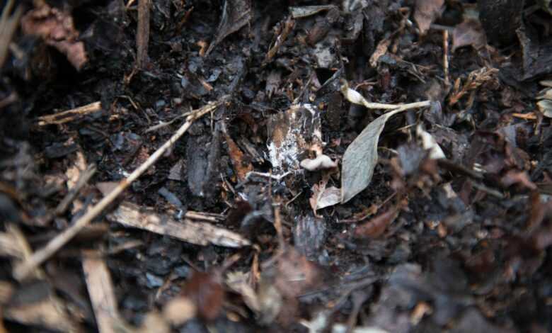 brown dried leaves on ground