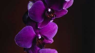 close-up photo of purple Orchid flower