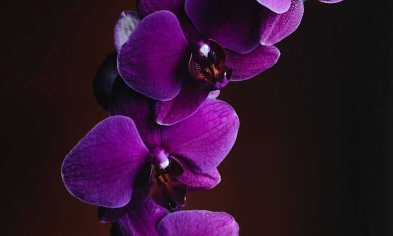 close-up photo of purple Orchid flower