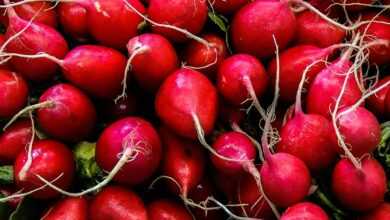 red round fruits on green grass