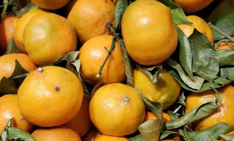 bunch of orange fruits