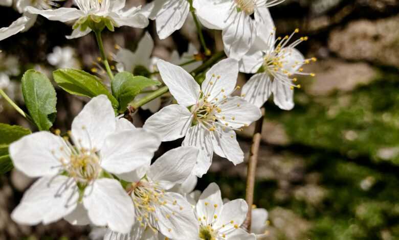 a bunch of white flowers that are on a tree