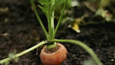 a snail on a plant