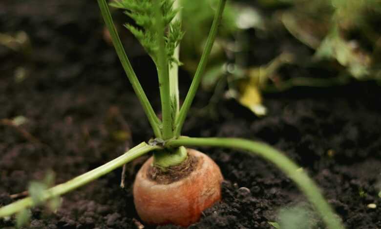 a snail on a plant